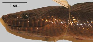 Loxocemus bicolor