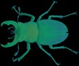 Staghorn Beetle