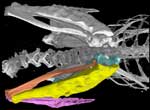 Segmented forelimb