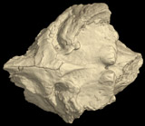 <i>Menarana nosymena</i>, madtsoiid snake