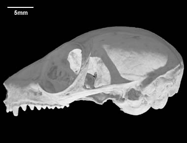 Microcebus murinus