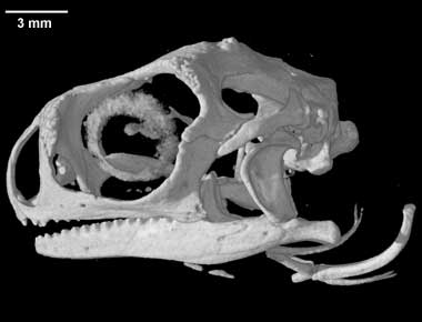 Moloch horridus