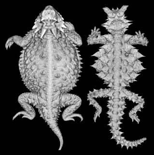 http://www.digimorph.org/specimens/Moloch_horridus/whole/dorsal.jpg