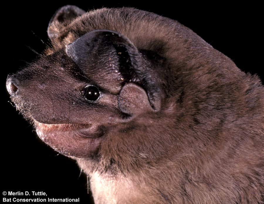 Molossus (dog) Alchetron, The Free Social Encyclopedia