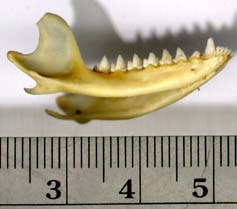 Monodelphis jaw