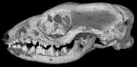 Gray Short-tailed Opossum