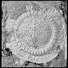 Cyclocystoid Echinoderm