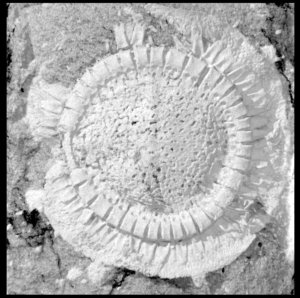 <i>Moroccodiscus smithi</i>, <BR>a New Cyclocystoid