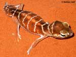Nephrurus levis