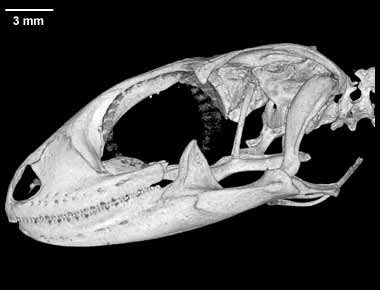 Nephrurus levis