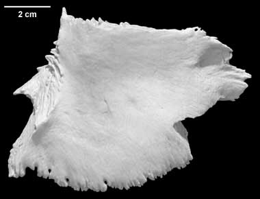 Nigersaurus taqueti