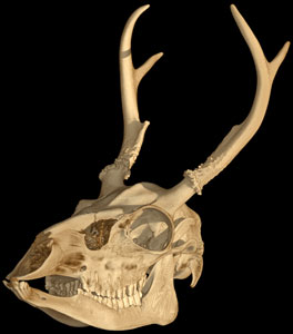 Odocoileus virginianus