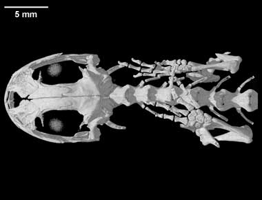 Onychodactylus japonicus