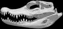 Dwarf Crocodile