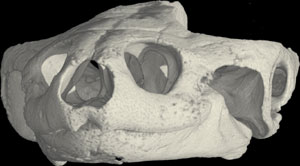 Brotogeris chrysopterus chrysosema