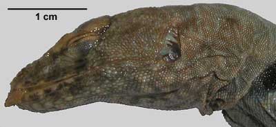 Petrosaurus mearnsi