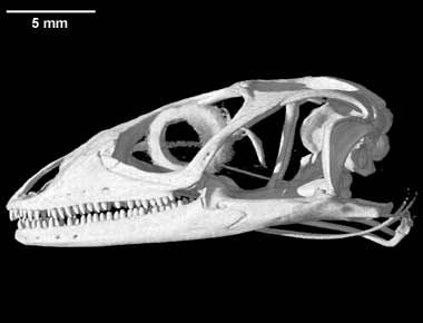 Petrosaurus mearnsi