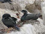 Phalacrocorax penicillatus