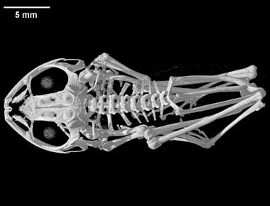 Philautus femoralis