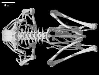 Philautus microtympanum