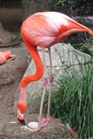 flamingo