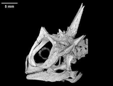 Phrynosoma cornutum