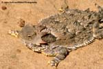 Pcoronatum