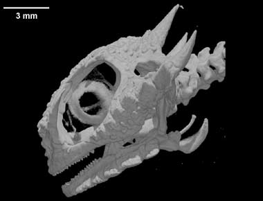 Phrynosoma modestum