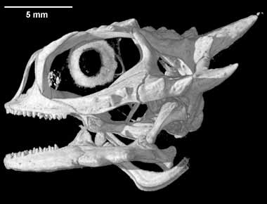 Phrynosoma platyrhinos