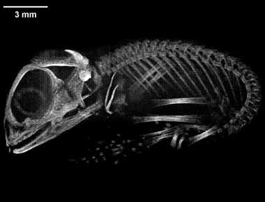 Phrynosoma taurus