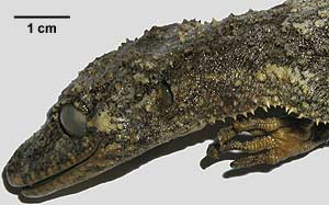 Phyllurus cornutus