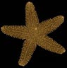 Sea Star