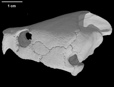 Platysternon megacephalum