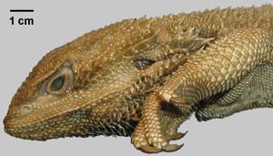 Pogona vitticeps