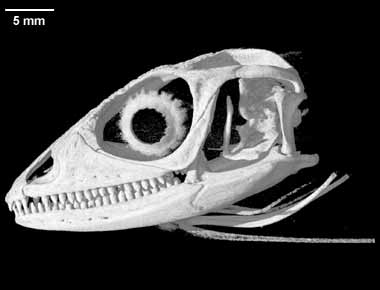 Polychrus marmoratus