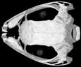 Saddled Tree Frog