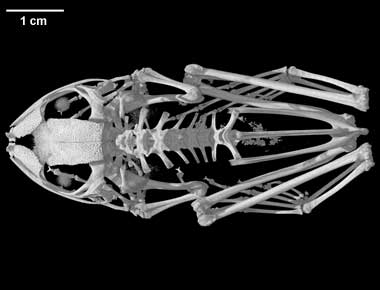 Polypedates leucomystax