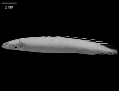 Polypterus senegalus