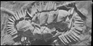 Fossil Chiton