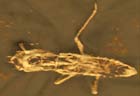 Fossil Praying Mantid