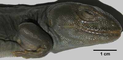 Pristidactylus torquatus