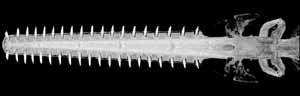 Sawfish