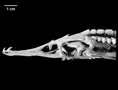 Pseudoscaphirhynchus kaufmanni