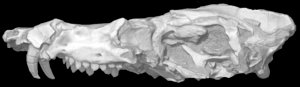 New Probainognathian Cynodont, <BR><i>Pseudotherium argentinus</i></BR>