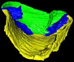 segmented specimen 1