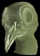 coronal cutaway
