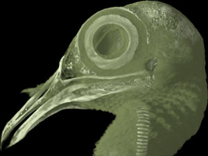 Ptilinopus melanspila