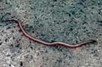 Lepisosteus osseus