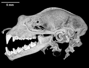 Rhinolophus ferrumequinum