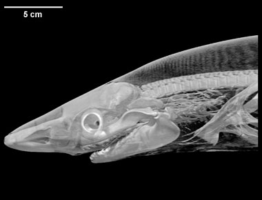 Rhizoprionodon terraenovae